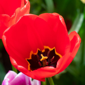 ロイベッサー『BEAUTIFUL TULIPS』★オリジナル作品★ Lowell Nesbitt | Tulipa Hybrida (1976) | Available for Sale