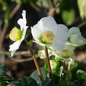 escargot begonia plant Begonia 'Escargot’ main image 1