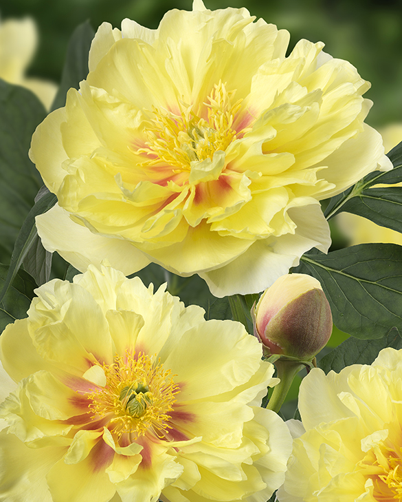 Peony Bartzella Bulbs