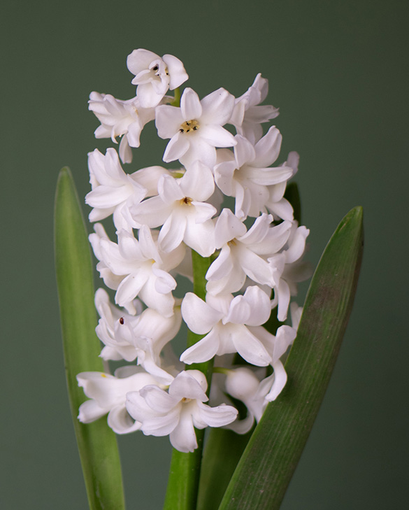 Prepared Hyacinth White Pearl Bulbs