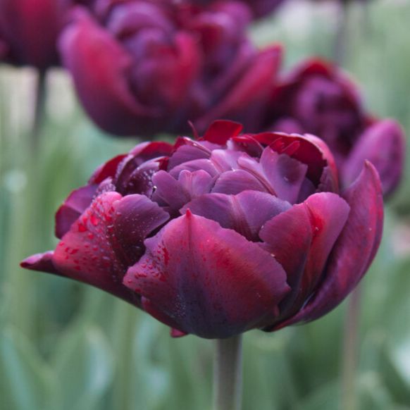 tulip-palmyra