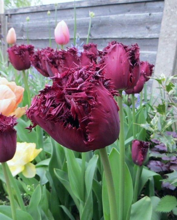 Tulip Labrador Bulb | Peter Nyssen | Buy Flower Bulbs and Plants Online