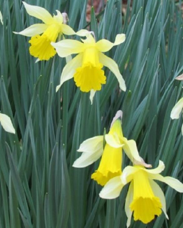 Narcissus Lobularis (Lent Lily) 6/7 Bulb Peter Nyssen Buy Flower