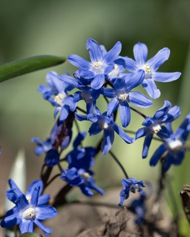 Chionodoxa Sardensis