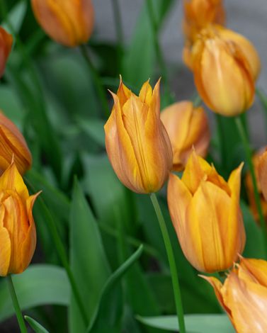 2025's Tulip Trends