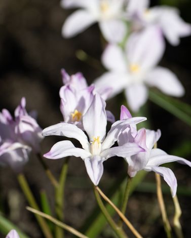 Chionodoxa Luciliae Rose Queen