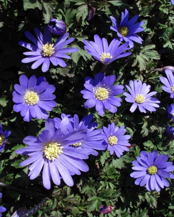 Anemone Blanda Blue Autumn Planting Bulbs