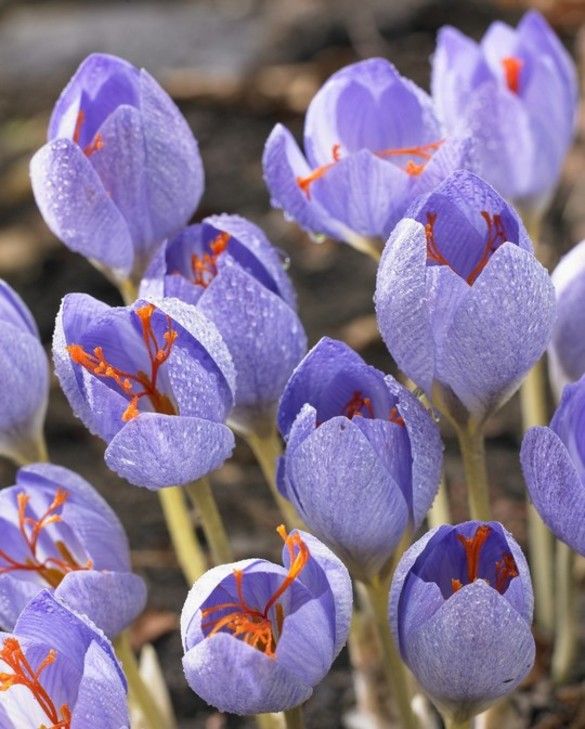 Crocus Speciosus