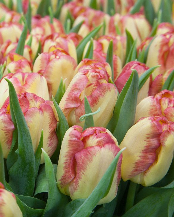 Tulip Cape Town bulbs for sale online at Peter Nyssen