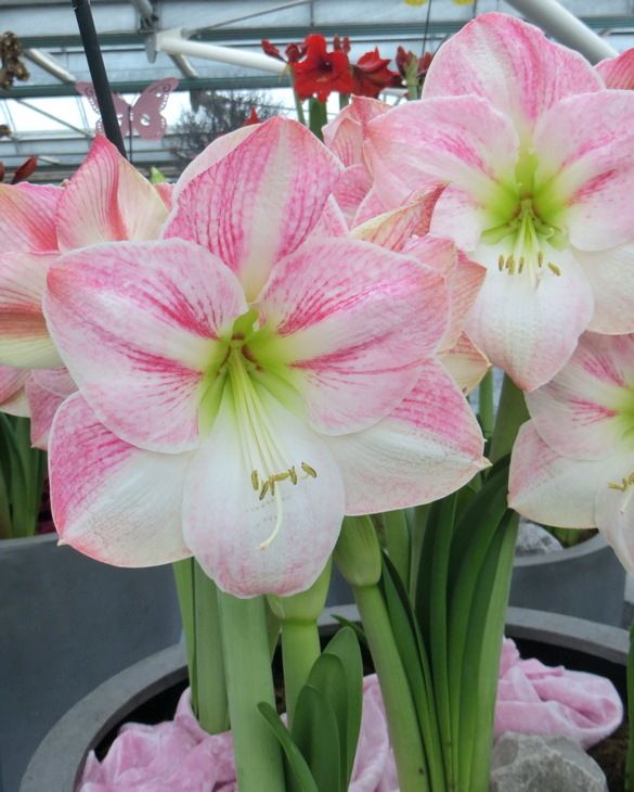 Amaryllis (Hippeastrum) Cherry Blossom from Peter Nyssen flower bulbs