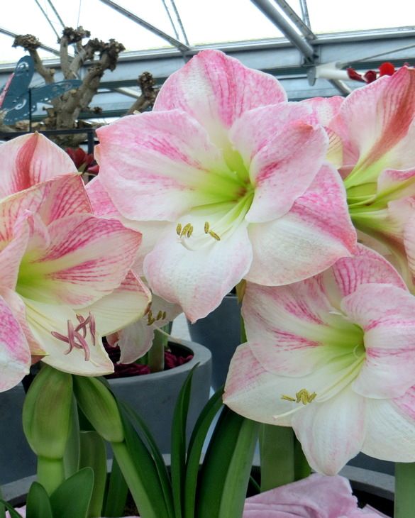 Amaryllis (Hippeastrum) Cherry Blossom from Peter Nyssen flower bulbs