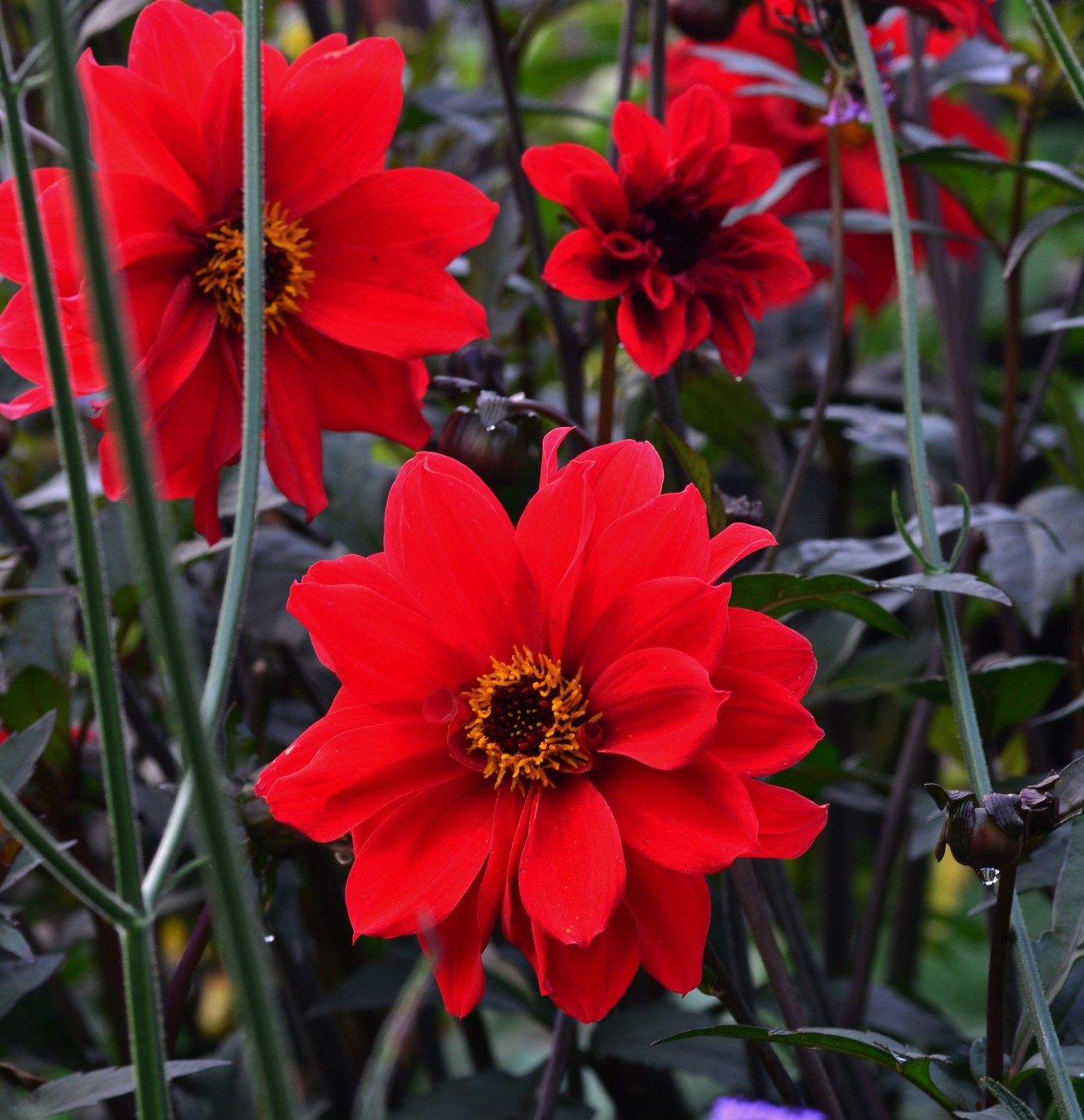 Dahlia Bishop Of Llandaff
