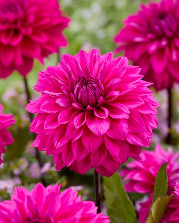 Dahlia Cornwall Island from Peter Nyssen flower bulbs and plants