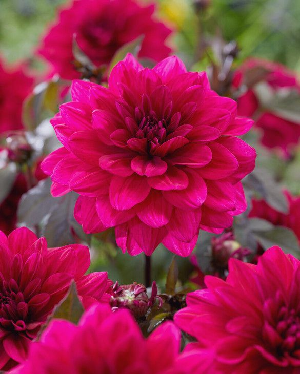 Dahlia Marcel Dassault from Peter Nyssen flower bulbs and plants
