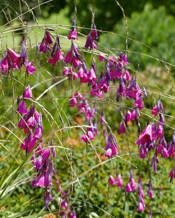 Dierama Dark Cerise from Peter Nyssen flower bulbs and plants