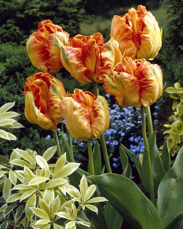 Tulip Parrot King