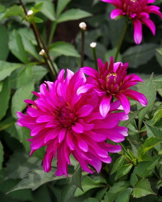 Dahlia Gallery Art Nouveau