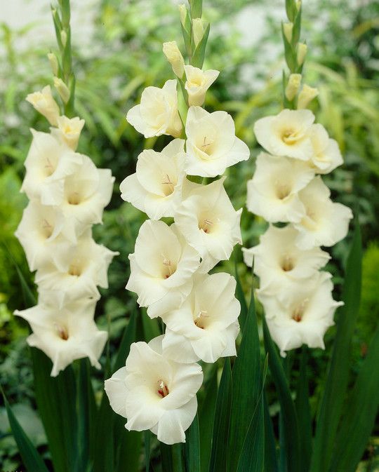 Gladiolus Cream Perfection Bulb Peter Nyssen Buy Flower Bulbs and