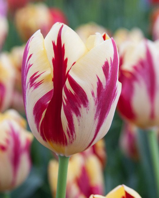 Tulip Grand Perfection from Peter Nyssen flower bulbs and plants