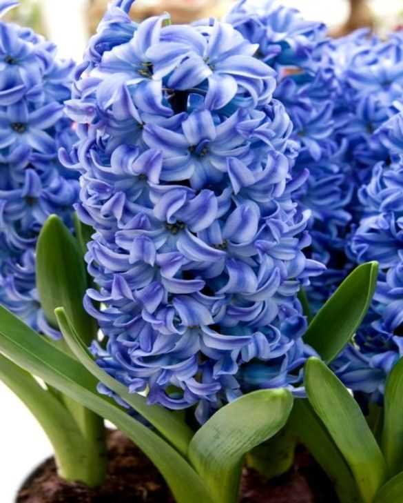 Hyacinth Aqua
