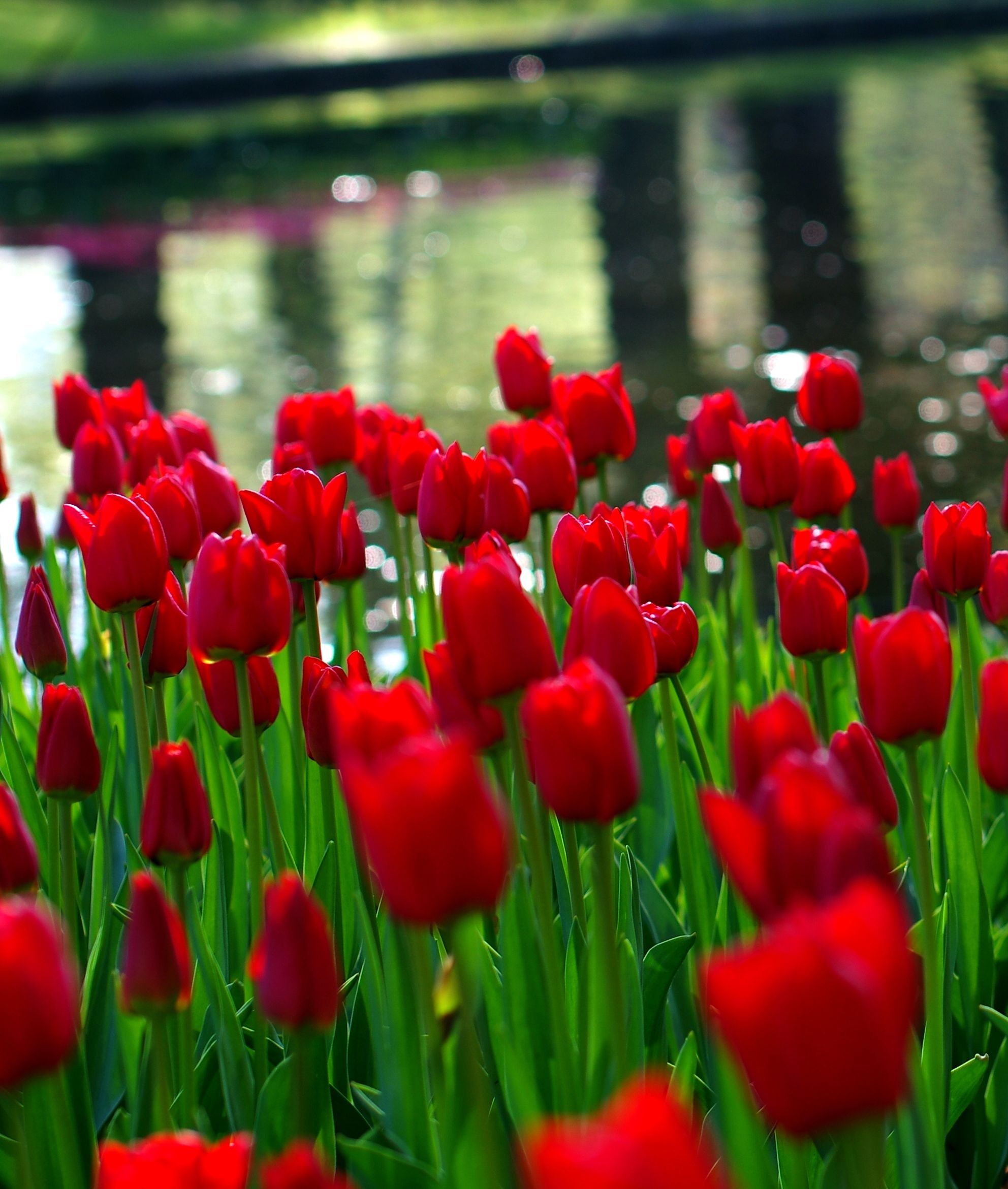 Tulip ile de France bulbs for sale