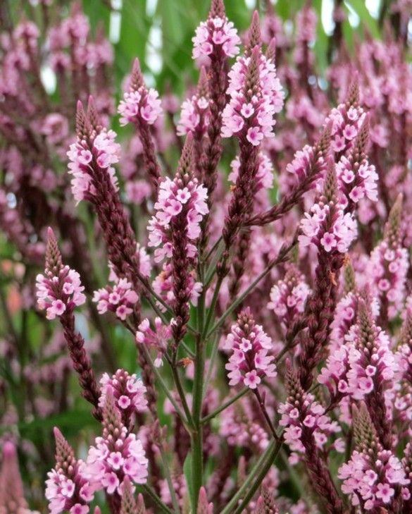 Verbena Hastata Rosea