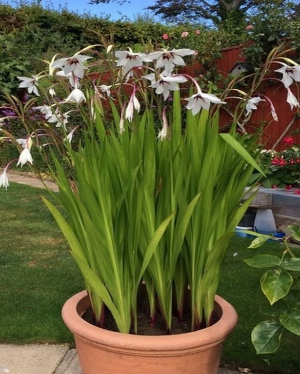 Acidanthera Callianthus