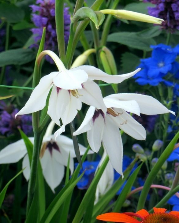 Acidanthera Callianthus