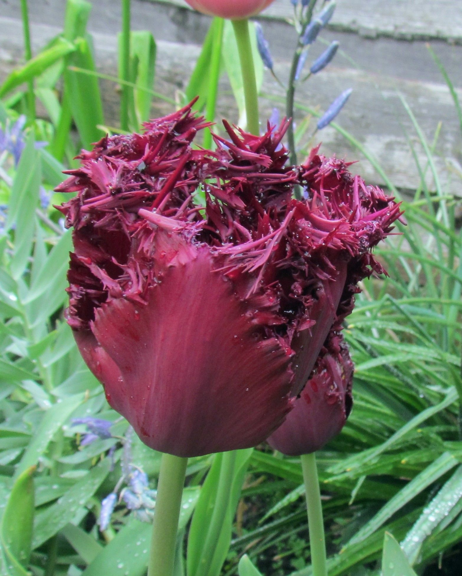Tulip Labrador Bulb | Peter Nyssen | Buy Flower Bulbs and Plants Online