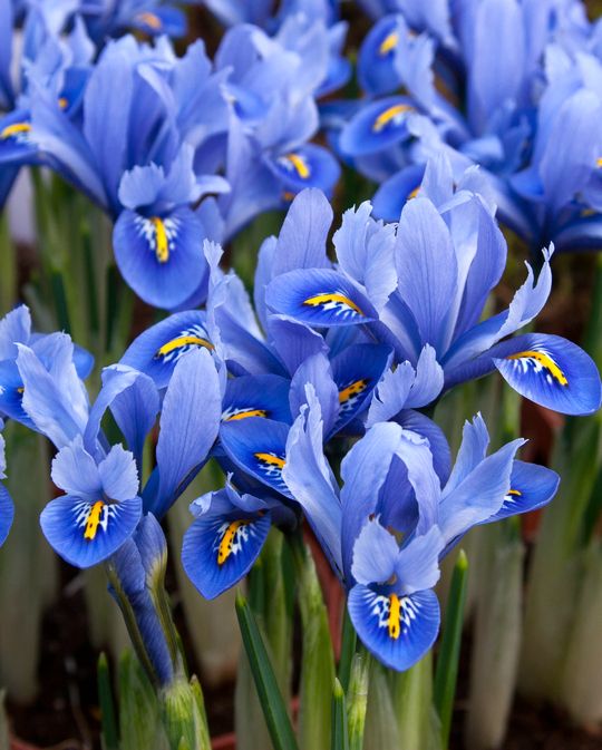 Iris Reticulata Alida ® Bulb Peter Nyssen Buy Flower Bulbs and