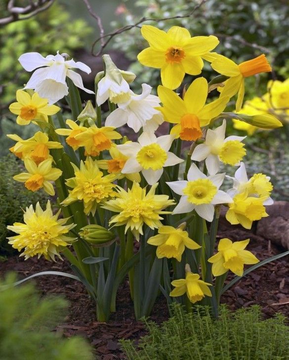 Miniature Daffodils & Narcissus Mixture
