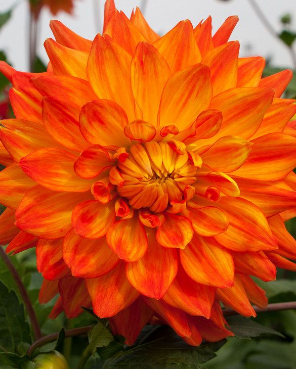 Dahlia Neon Splendour from Peter Nyssen flower bulbs and plants