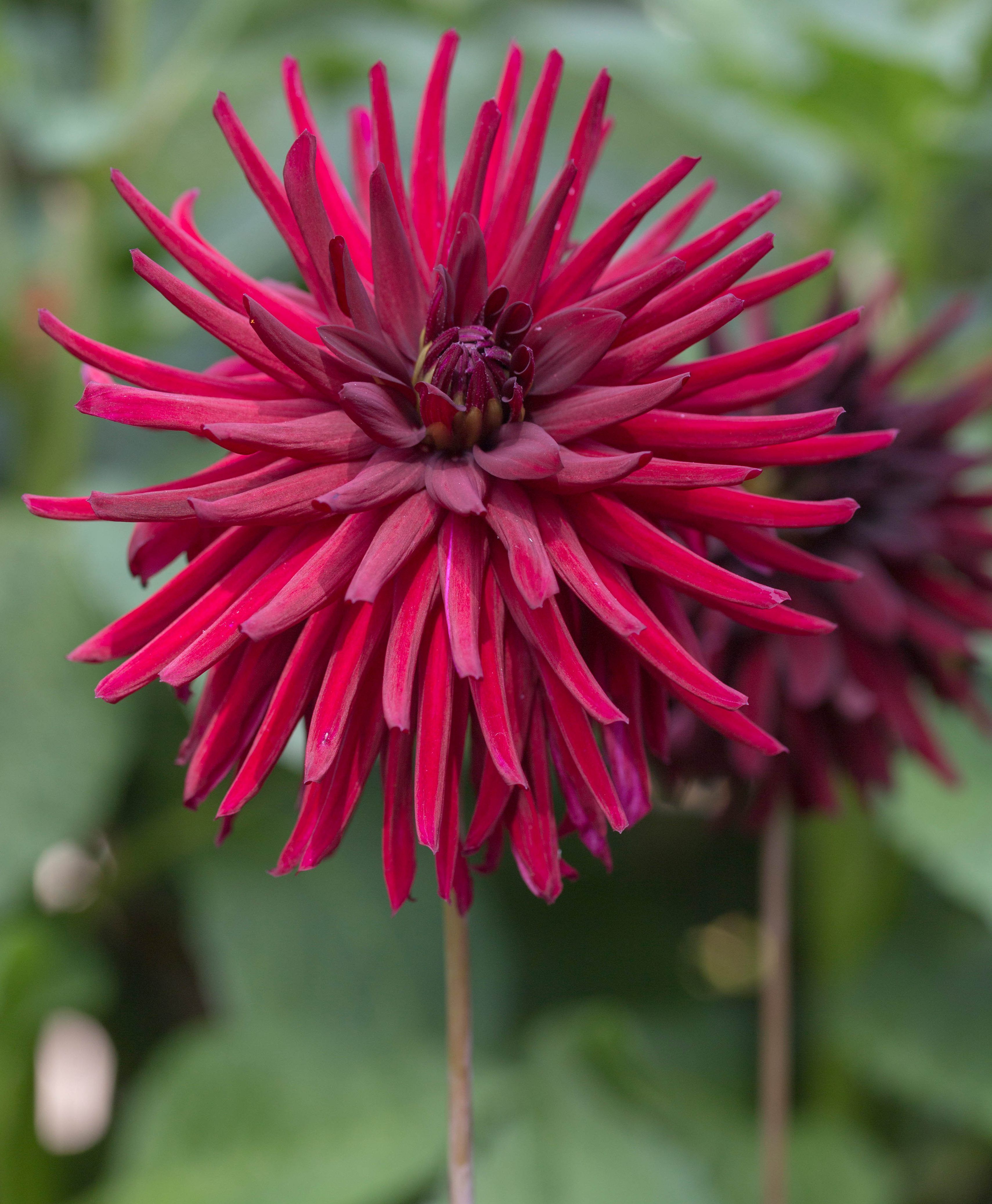 Dahlia Nuit D Ete