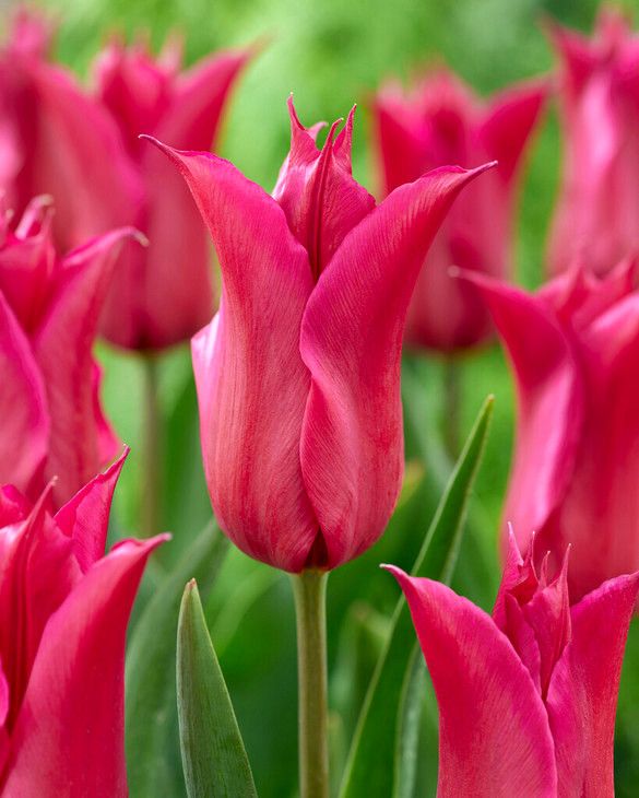 Tulip Queen Rania