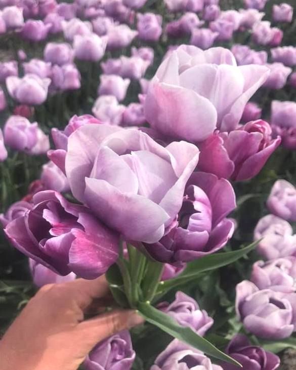 Tulip Blue Heaven from Peter Nyssen flower bulbs and plants