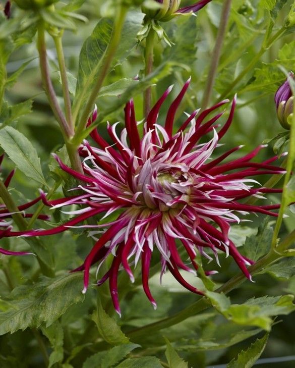 Dahlia Hollyhill Spider Woman