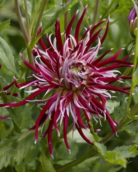 Dahlia Hollyhill Spider Woman