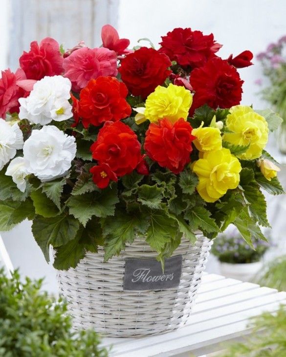 Begonia Double Mixture