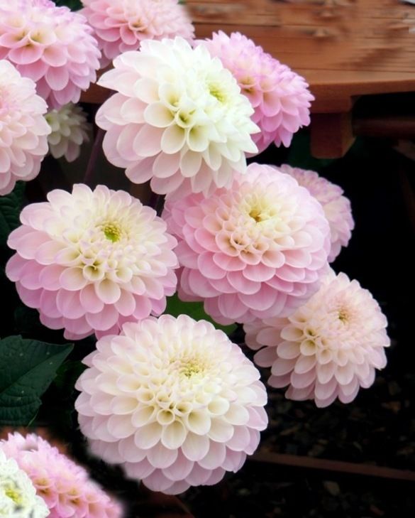 Dahlia Wizard of Oz