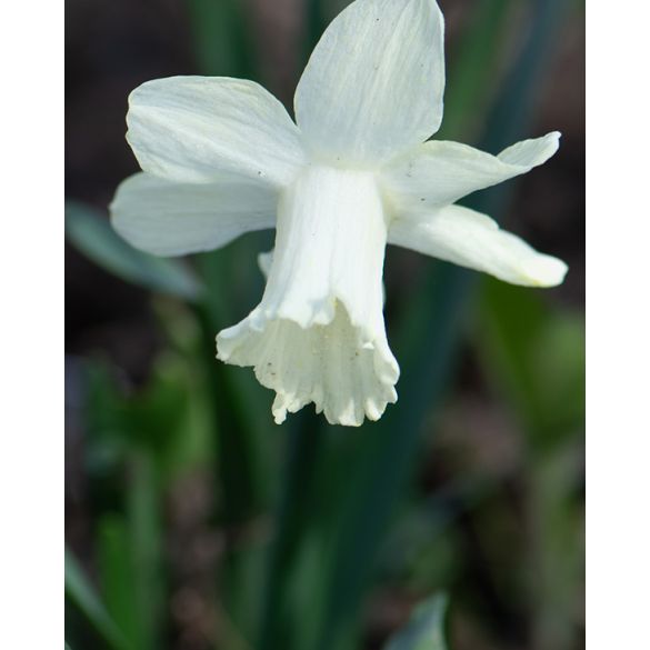 Narcissus Ice Baby (Snow Baby) Bulbs | Peter Nyssen | Buy Flower Bulbs ...