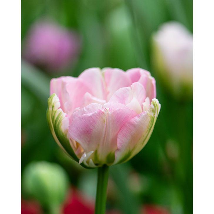Tulip Finola from Peter Nyssen flower bulbs and plants