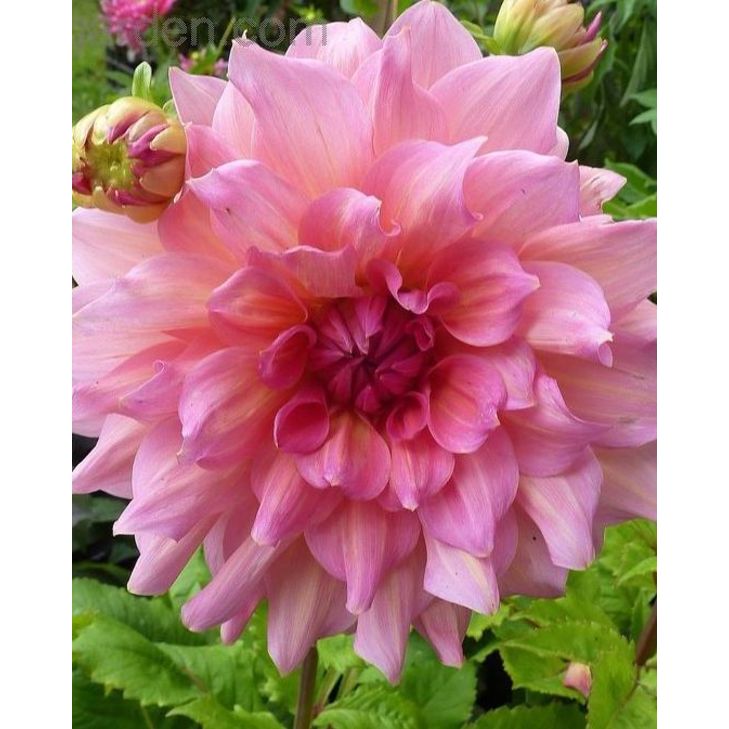 Dahlia Otto's Thrill Bulbs Peter Nyssen Buy Flower Bulbs and Plants