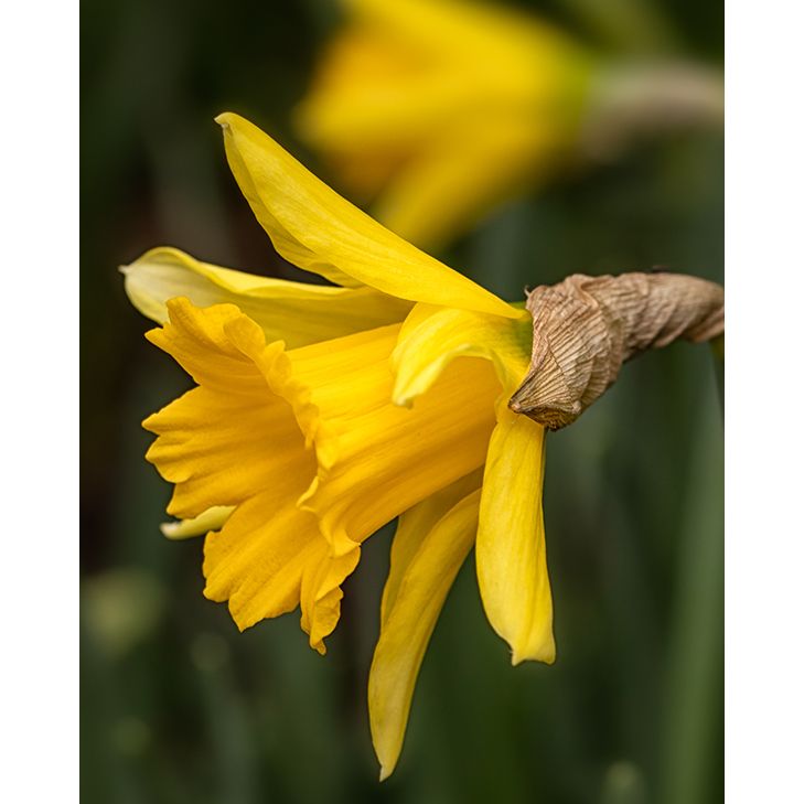 Narcissus Rijnvelds Early Sensation Bulbs Peter Nyssen Buy Flower