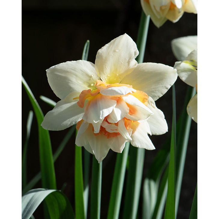 Narcissus Replete Bulbs Peter Nyssen Buy Flower Bulbs and Plants Online