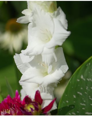 10 Bulbes Glaïeul Ivory Priscilla - Fleurs Ivoire Pur 100-150 Cm - Floraison Été - Plein Soleil - Plantation Printemps