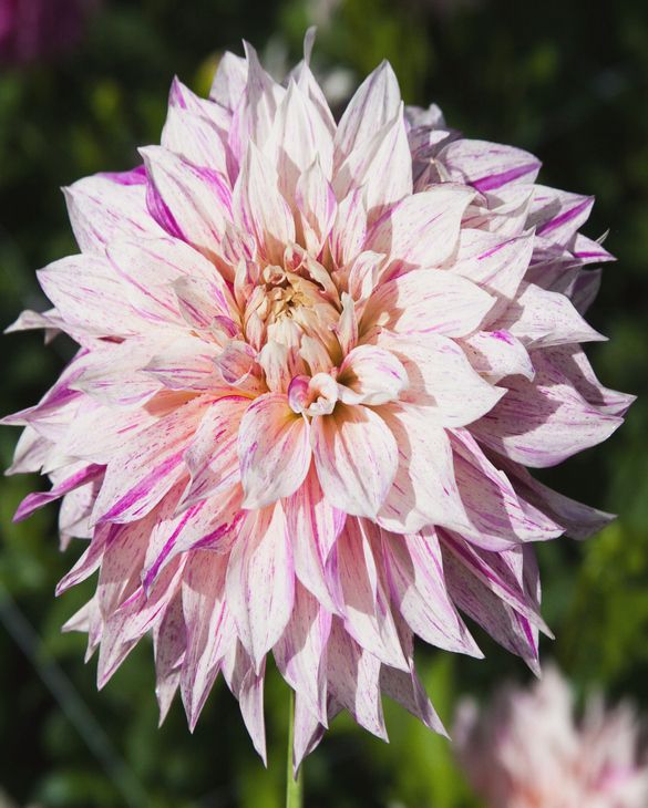 Dahlia Cafe au Lait Twist from Peter Nyssen flower bulbs and plants