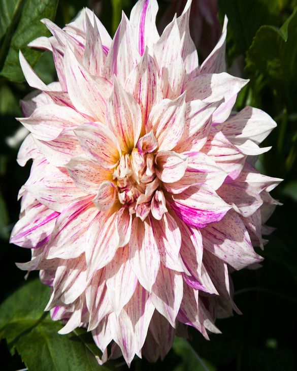 Dahlia Cafe au Lait Twist from Peter Nyssen flower bulbs and plants