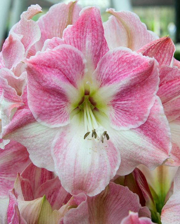 Amaryllis (Hippeastrum) Cherry Blossom from Peter Nyssen flower bulbs