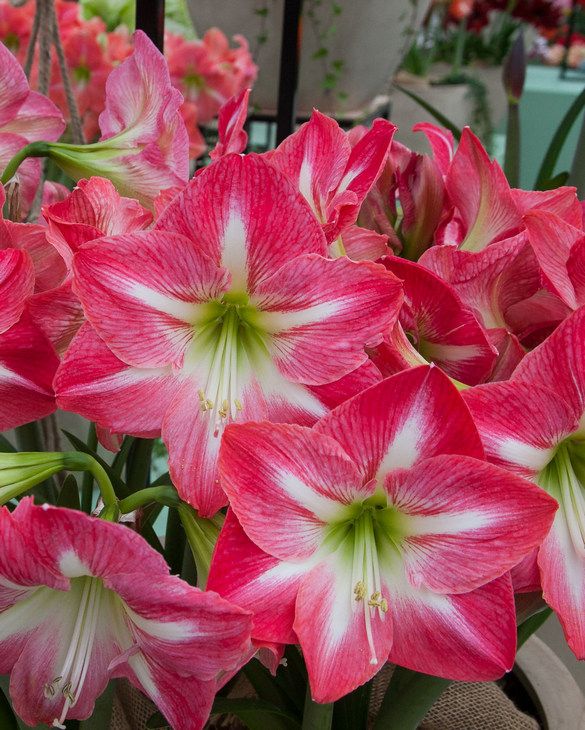 Amaryllis (Hippeastrum) Exposure from Peter Nyssen flower bulbs and plants