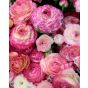 Ranunculus Picotee Pink